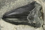 Three Partial, Fossil Megalodon Teeth In Rock - South Carolina #227419-1